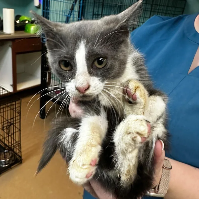 A young medium-sized male Gray / Blue / Silver Domestic Short Hair cat named Beowulf for adoption in Gadsden, AL