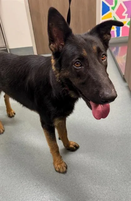 A young large-sized male German Shepherd Dog dog named Kevin for adoption in Baytown, TX