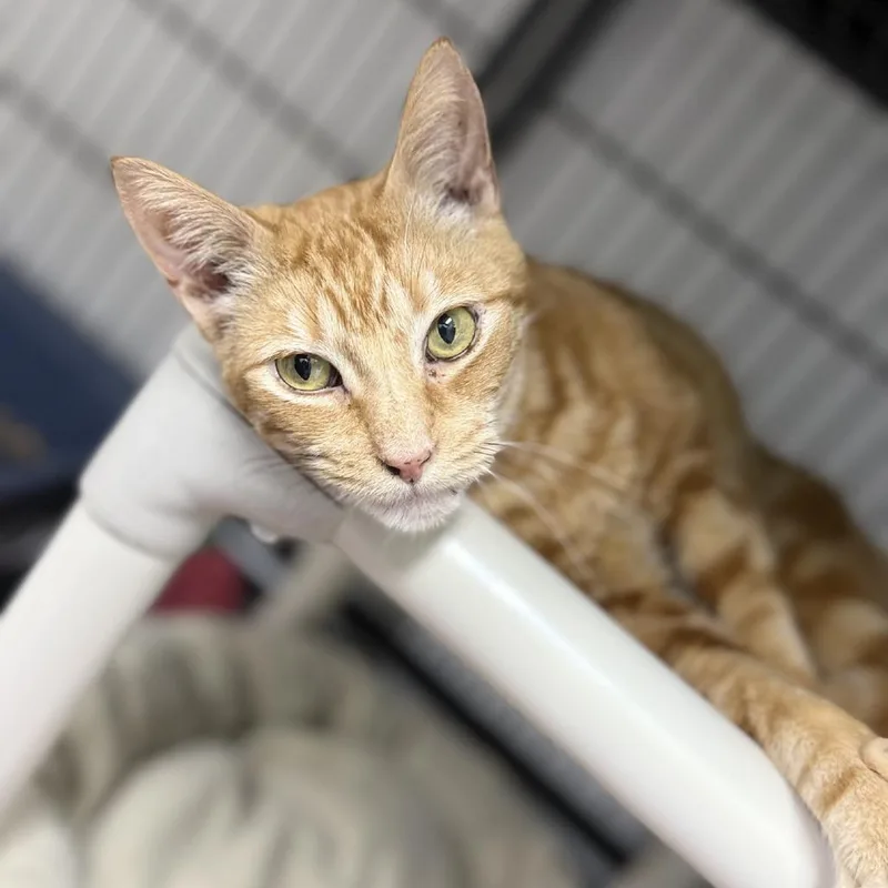 A senior medium-sized male Orange / Red Domestic Short Hair cat named Goldfinch for adoption in Pasadena , MD