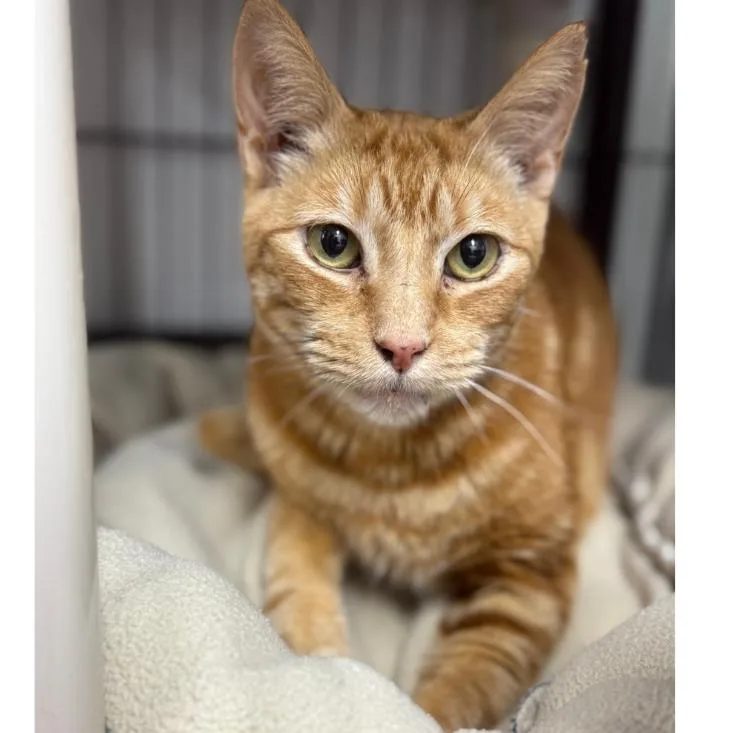 Goldfinch thumbnail 4