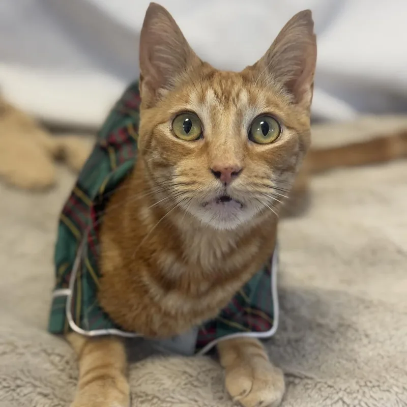 Goldfinch thumbnail 5