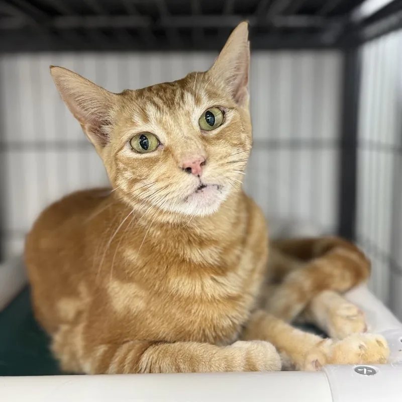 Goldfinch thumbnail 6