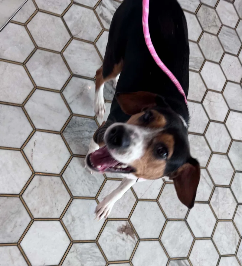A baby small-sized female Bicolor Beagle dog named Lilly for adoption in O'Fallon, MO