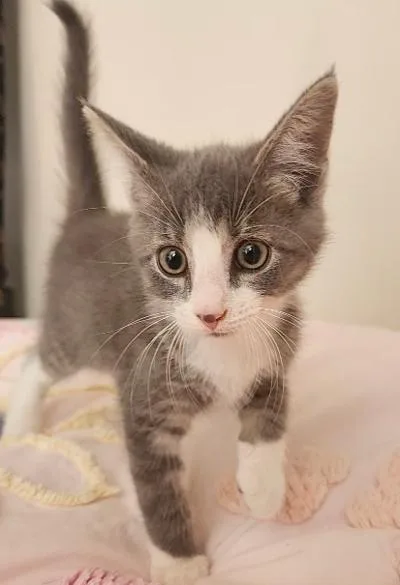 A baby small-sized male Domestic Short Hair cat named Cheesecake for adoption in Wilkesboro, NC