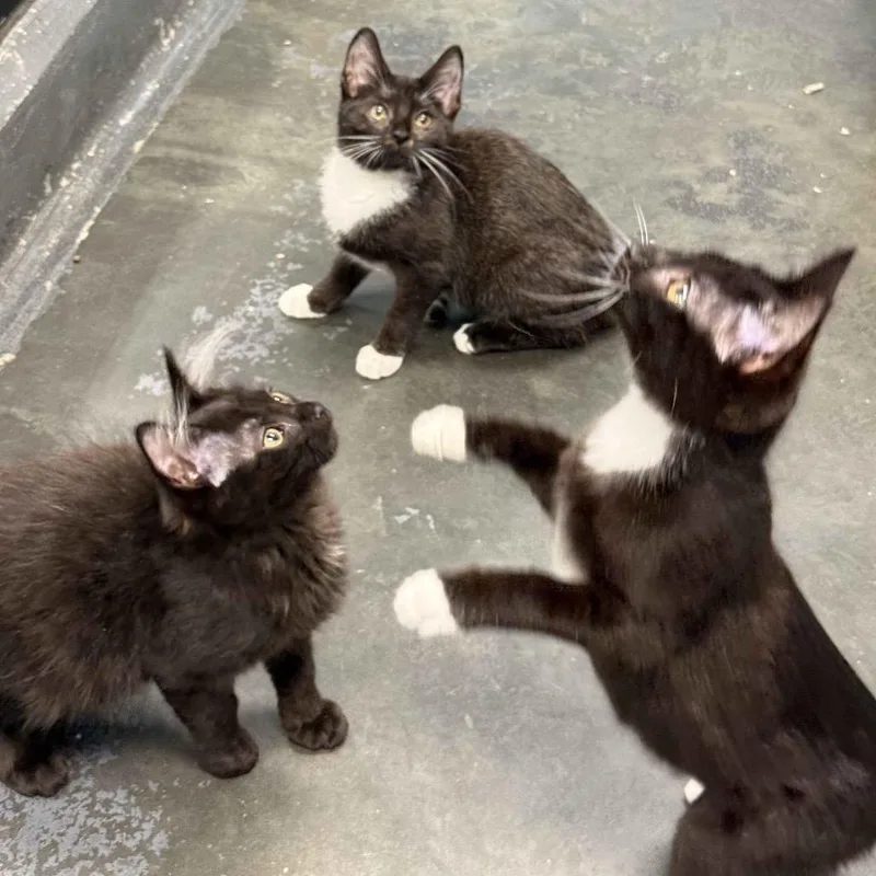 A baby small-sized female Domestic Short Hair cat named Gwendolyn for adoption in Cumming, GA