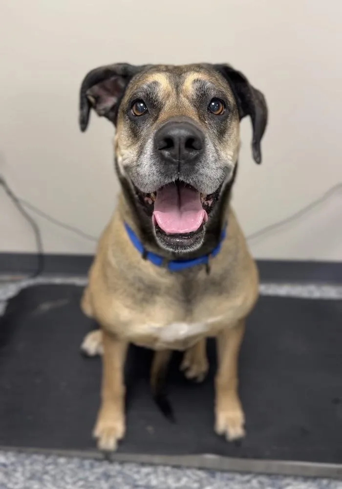 An adult large-sized female Tricolor (Brown, Black, & White) Great Dane dog named Baby Girl for adoption in Bemidji, MN