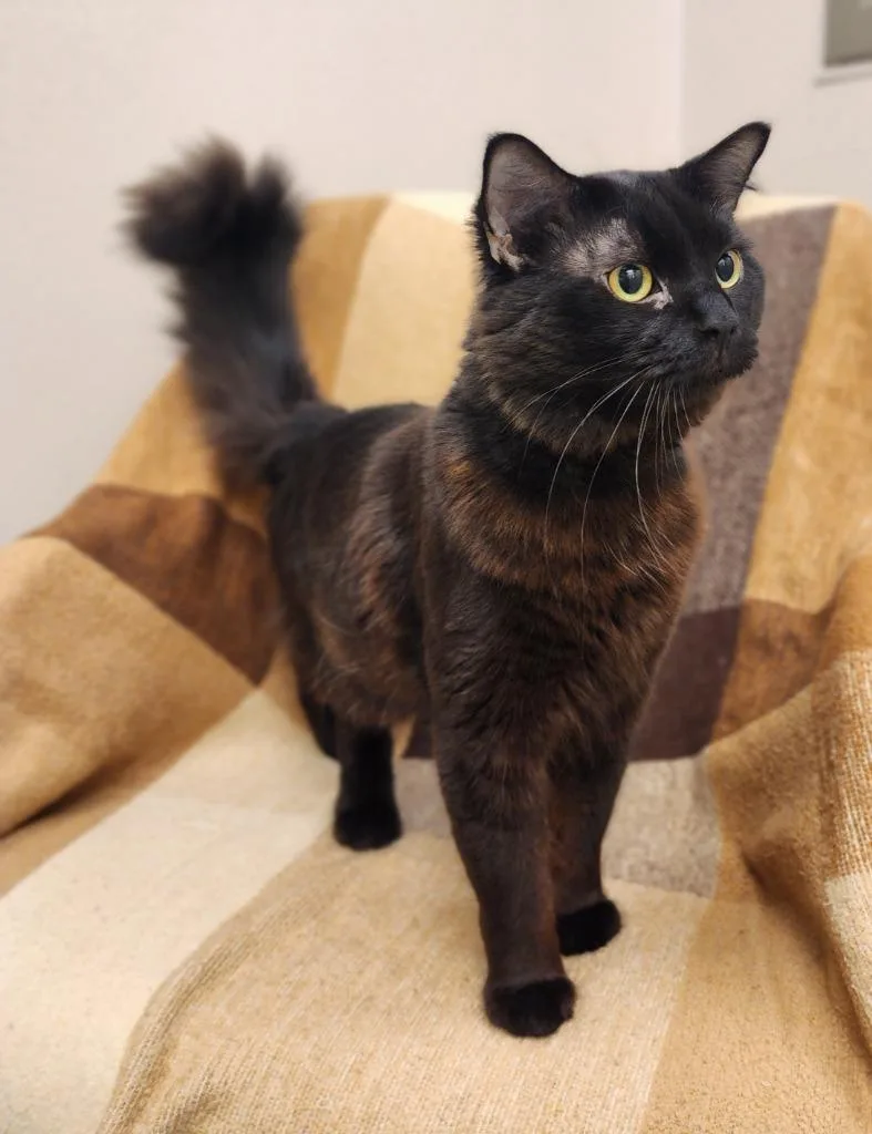 An adult medium-sized male Domestic Medium Hair cat named Ash for adoption in Superior, WI