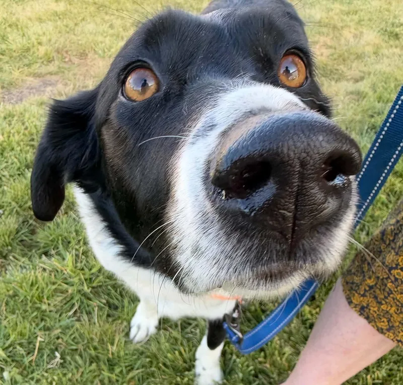 An adult medium-sized male Border Collie dog named Zepe for adoption in Arlee, MT