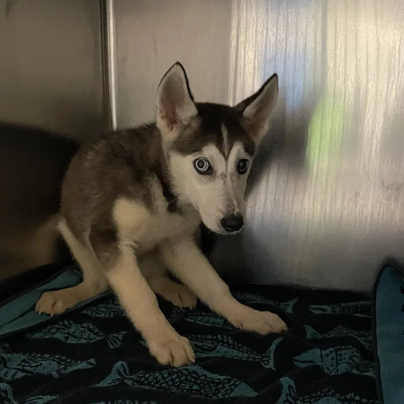 A baby small-sized female White / Cream Siberian Husky dog named Tintin for adoption in Pasadena, CA