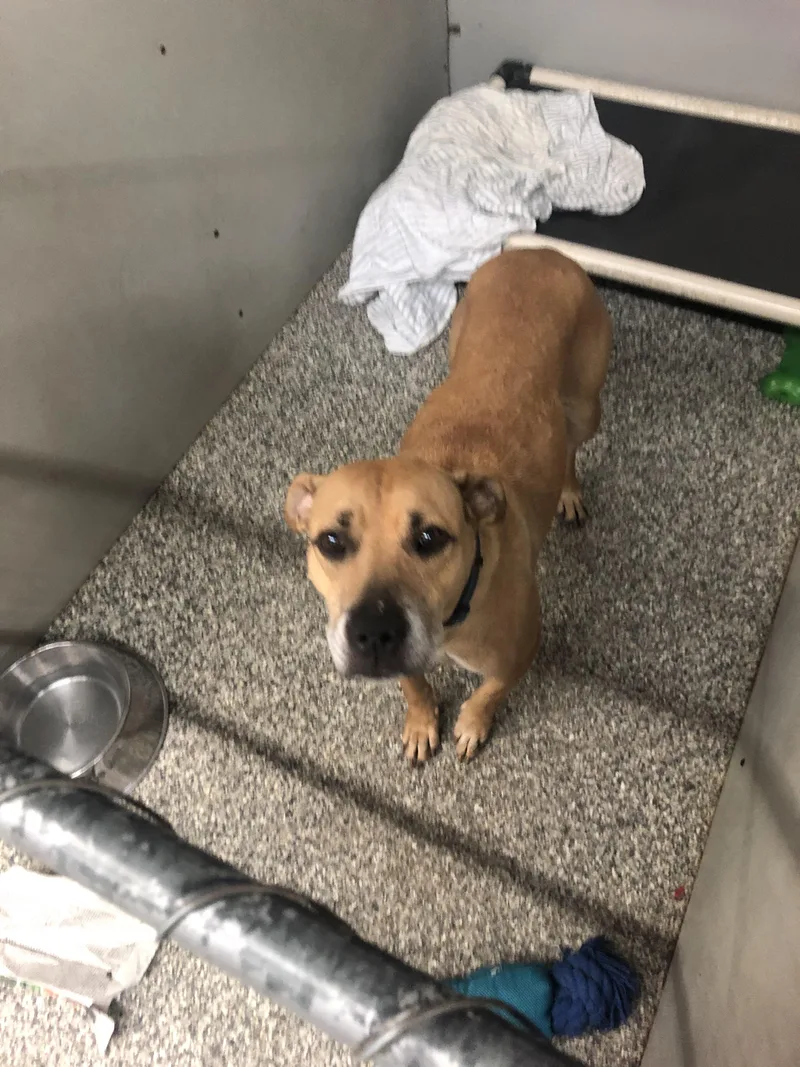An adult medium-sized female Yellow / Tan / Blond / Fawn Mountain Cur dog named Grace for adoption in Parma, OH