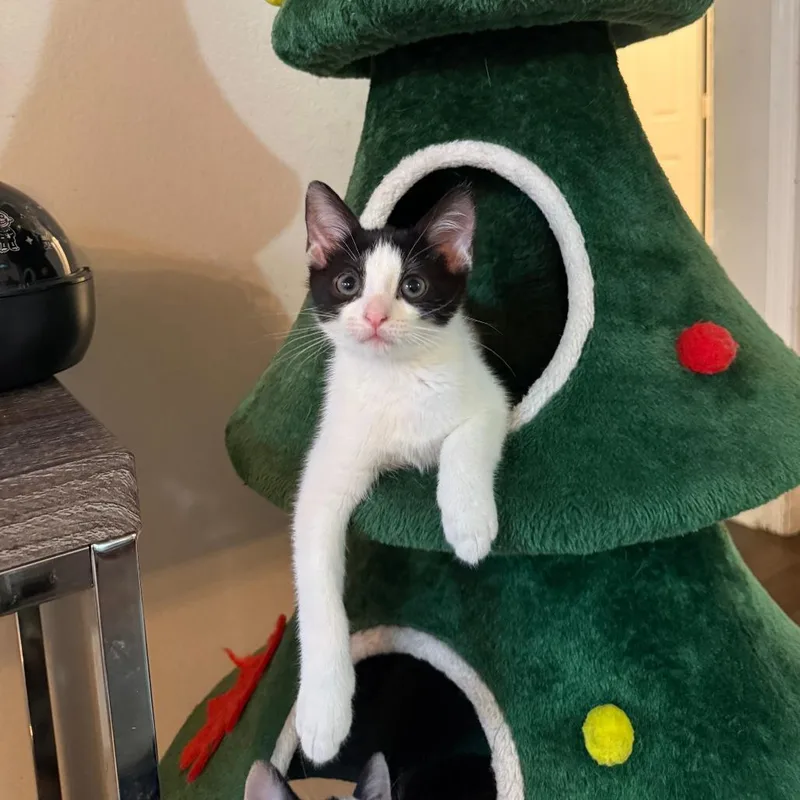 A baby small-sized female Black Domestic Short Hair cat named Angelica for adoption in West Palm Beach, FL