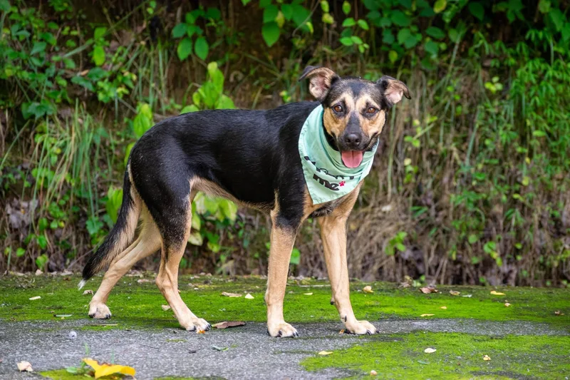 A young medium-sized female Black Shepherd dog named Emerald Jade for adoption in Sevierville, TN