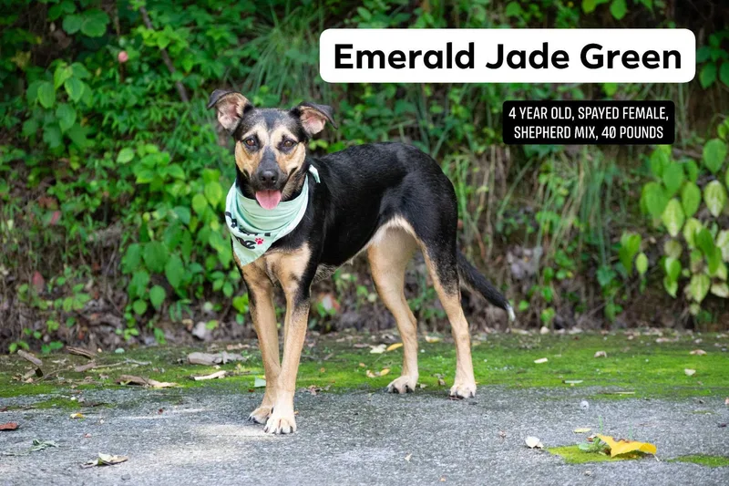 Emerald Jade thumbnail 4