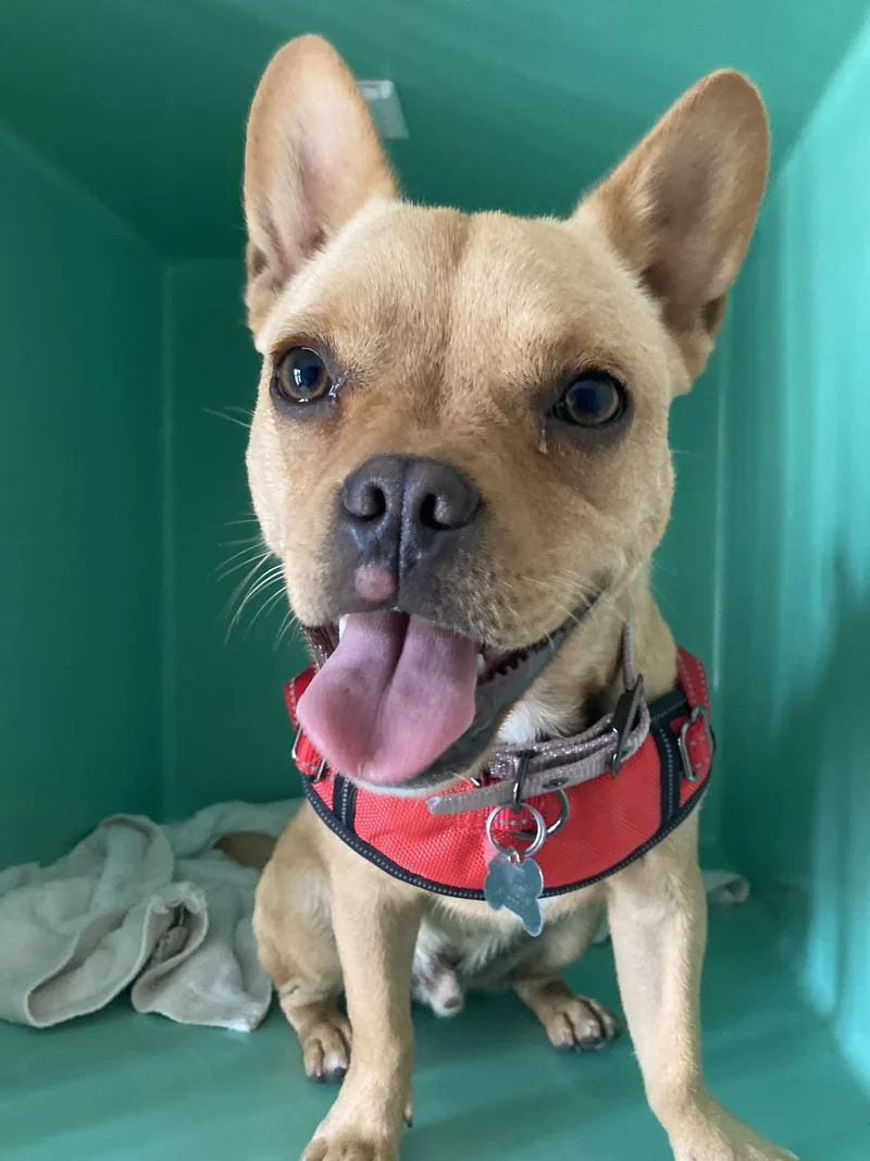 An adult small-sized male French Bulldog dog named Leo for adoption in San Diego, CA