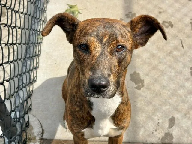 A young medium-sized female Pit Bull Terrier dog named Pocah for adoption in Tulsa, OK