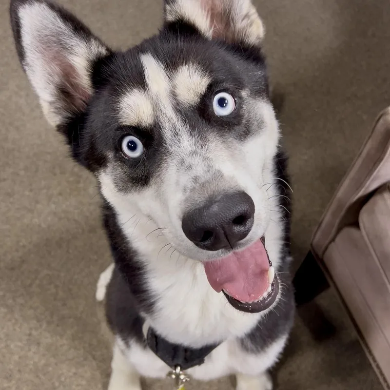 Taz