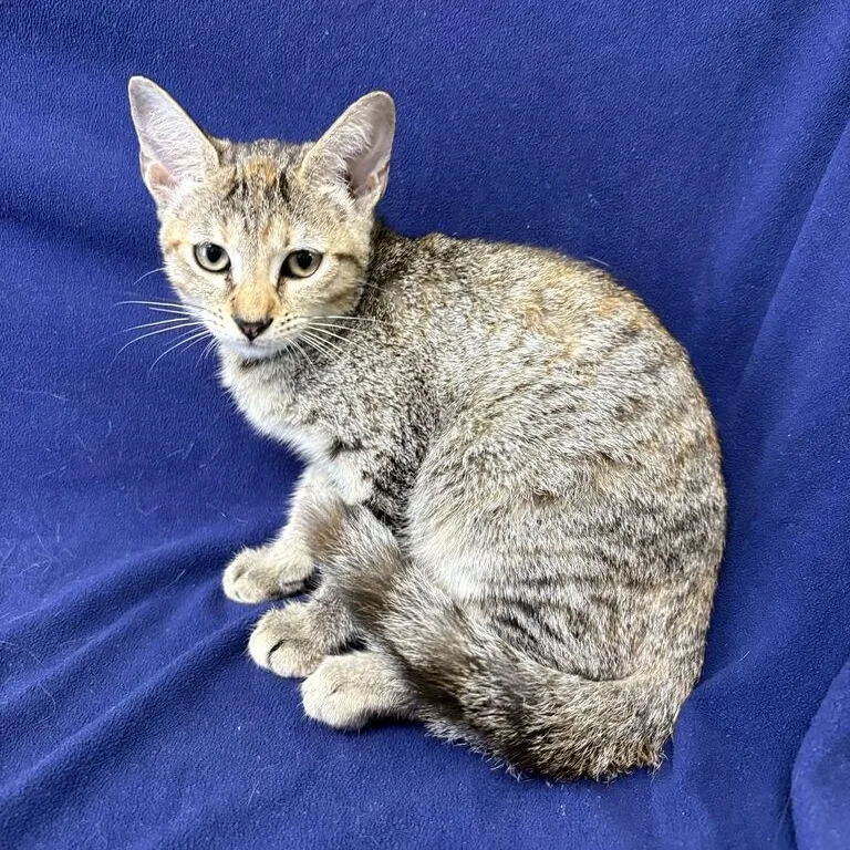 A baby medium-sized female Torbie Domestic Short Hair cat named Stratus for adoption in Valdosta, GA