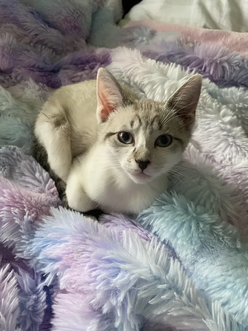 A baby small-sized female Lilac Point Siamese cat named Moonstone Rf Petsmart for adoption in Spring, TX