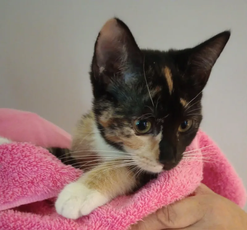 A young medium-sized female Calico Domestic Short Hair cat named Belinda for adoption in Rochester, NY
