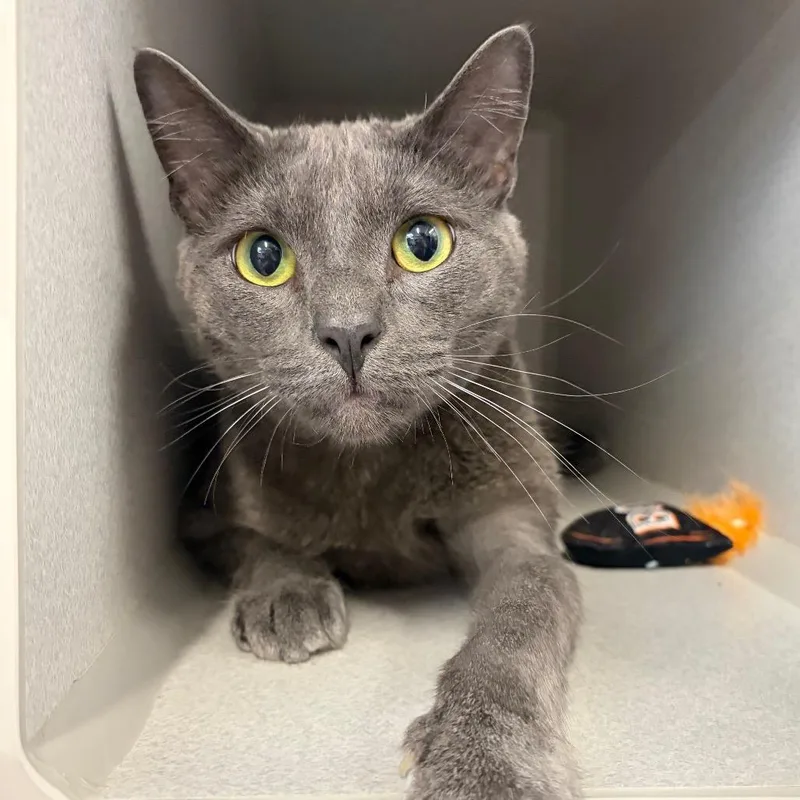 A young large-sized male Gray / Blue / Silver Domestic Short Hair cat named Lando for adoption in Long Beach, CA