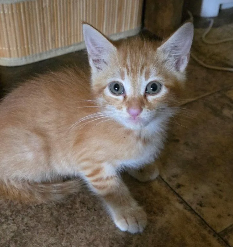 A baby medium-sized male Orange / Red Domestic Short Hair cat named Mighty Caesar for adoption in Pineville, LA