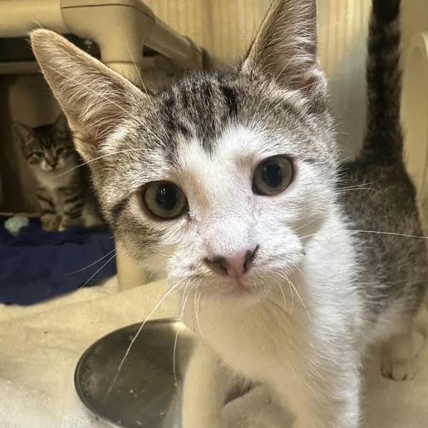 A baby small-sized male Domestic Short Hair cat named Booboo for adoption in Walnut Creek, CA