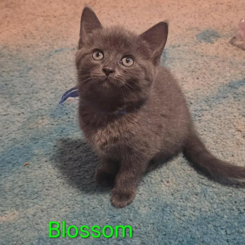 A baby small-sized female Gray / Blue / Silver Domestic Short Hair cat named Blossom for adoption in Kent, OH