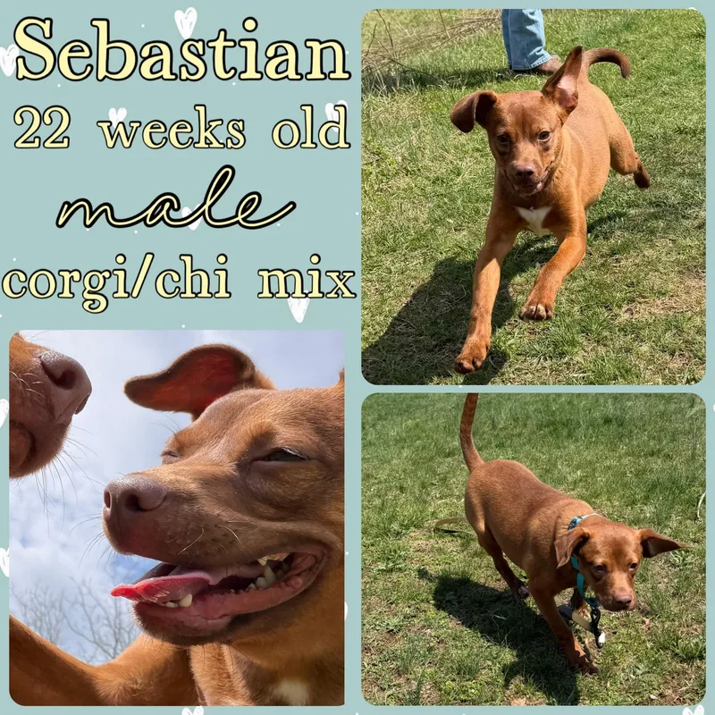 A young small-sized male Chihuahua dog named Sebastian for adoption in Grantville, PA