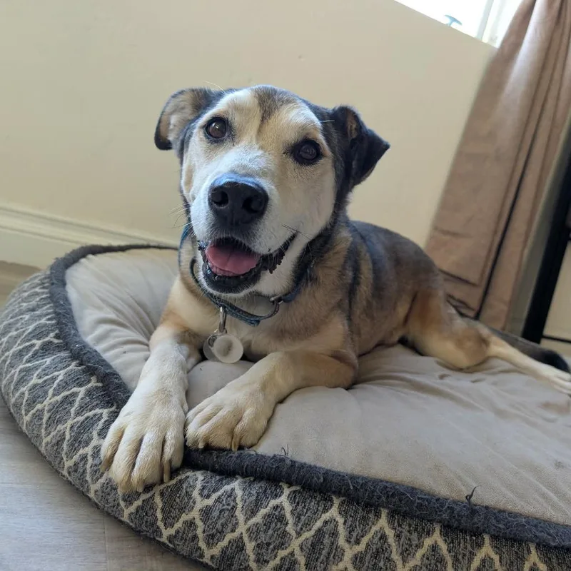 Rocky Comics thumbnail 2