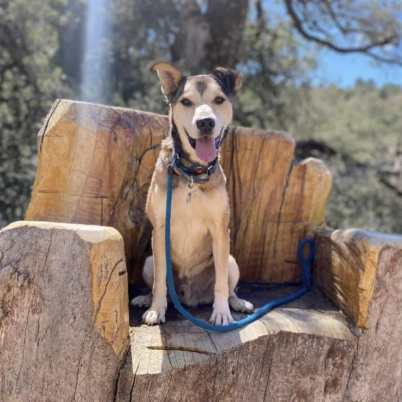 Rocky Comics thumbnail 3