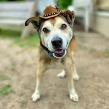 Rocky Comics thumbnail 4