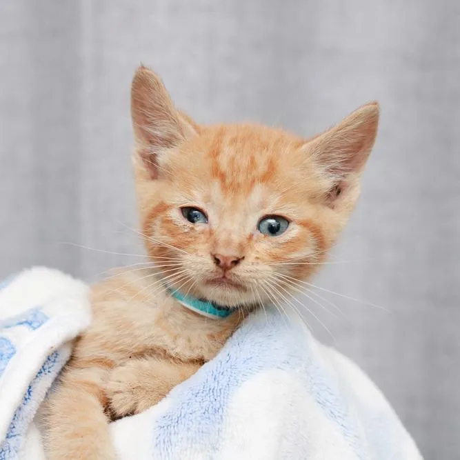 A baby small-sized male Orange / Red Domestic Short Hair cat named Herbert for adoption in Hattiesburg, MS
