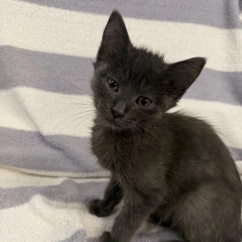 A baby small-sized female Gray / Blue / Silver Domestic Short Hair cat named Coca Cola for adoption in Newberg, OR