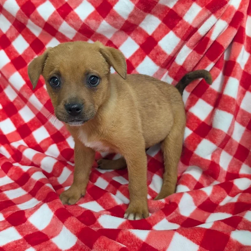 A baby medium-sized male Yellow / Tan / Blond / Fawn Mixed Breed dog named Puppy E for adoption in Jefferson city, TN