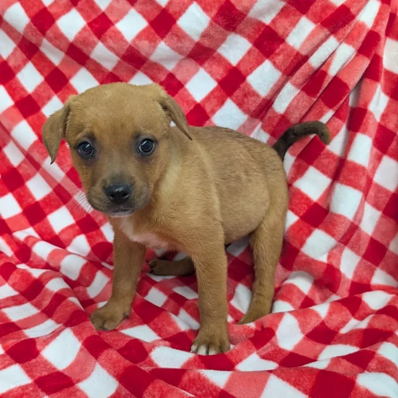 Puppy E thumbnail 2