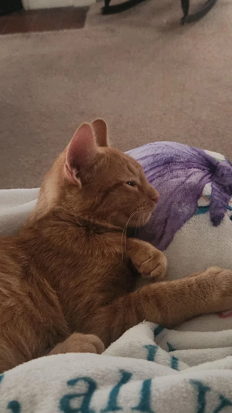 A baby medium-sized male Tabby (Orange / Red) Domestic Short Hair cat named Tigger for adoption in Kirklin, IN