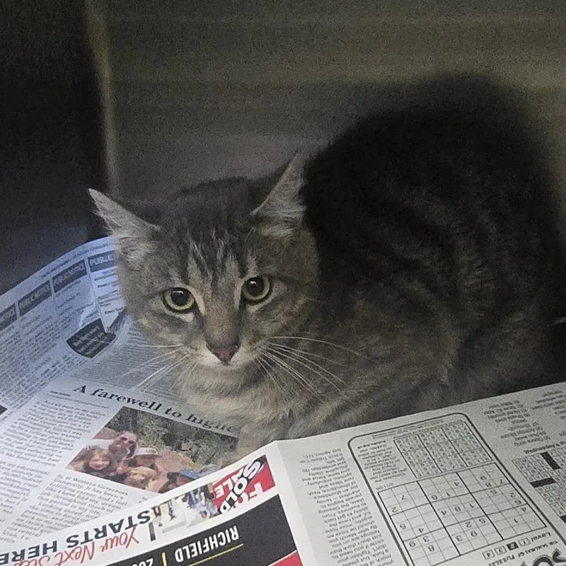 A young small-sized female Gray / Blue / Silver Domestic Short Hair cat named Sevistray for adoption in Salt Lake City, UT