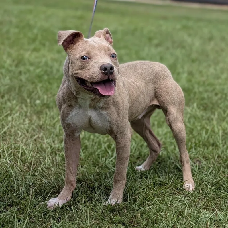 An adult medium-sized male Pit Bull Terrier dog named Froto for adoption in Tyrone, GA