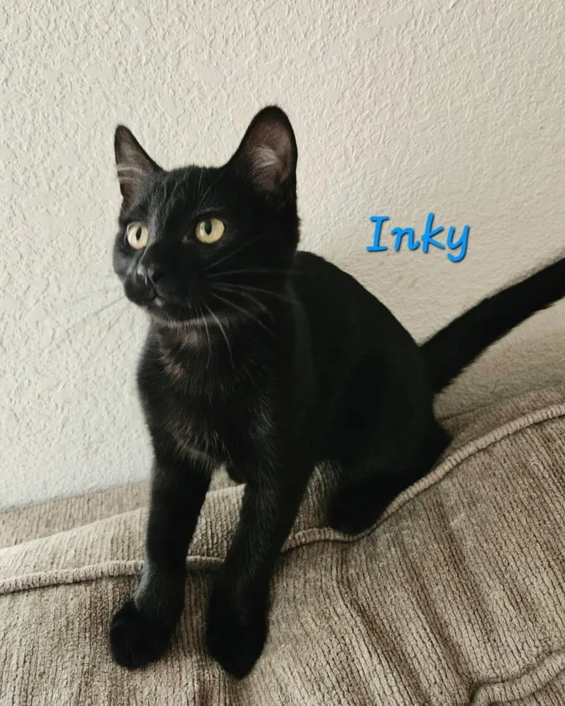 A baby medium-sized male Domestic Short Hair cat named Inky  Dot for adoption in Shelton, WA
