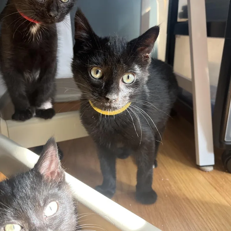 A baby small-sized male Black Domestic Short Hair cat named Thunderstorm for adoption in Evanston, IL