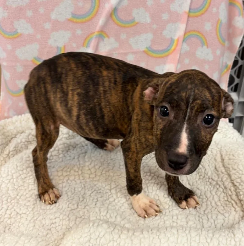 A baby large-sized female Boxer dog named North for adoption in Clinton, SC