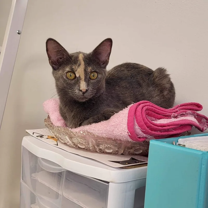 An adult medium-sized female Dilute Tortoiseshell Domestic Short Hair cat named Gizmo for adoption in Saint Charles, MO
