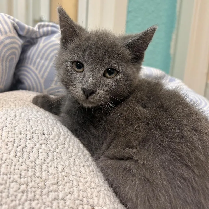 A baby small-sized female Black Domestic Short Hair cat named Sugar for adoption in Fresno, CA