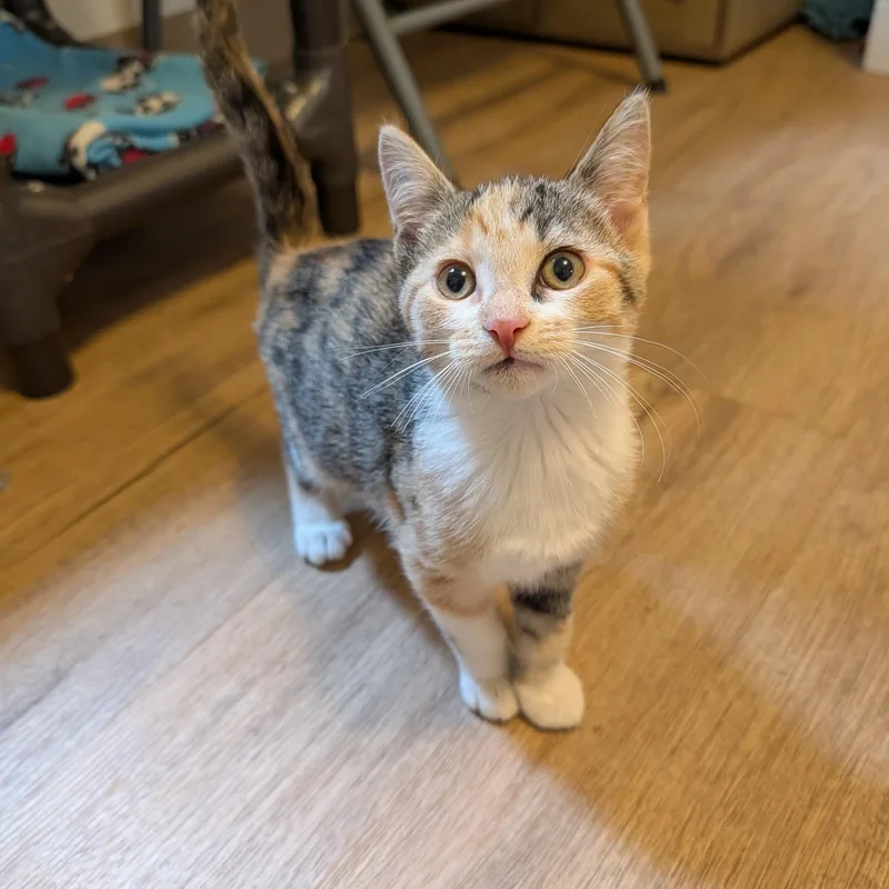 A baby small-sized female Dilute Calico Domestic Short Hair cat named Cammy for adoption in Manistique, MI