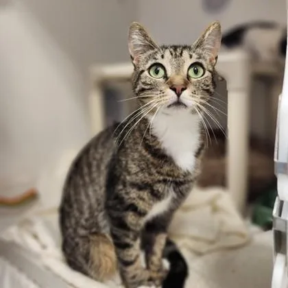 A young medium-sized female Tabby (Brown / Chocolate) Domestic Short Hair cat named Morgan for adoption in Cooperstown, NY
