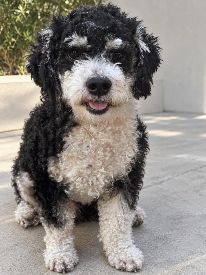 Snickerdoodle
