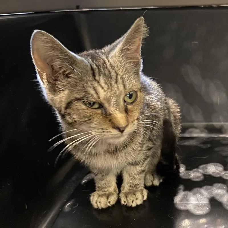 A baby small-sized male Domestic Short Hair cat named Hilton for adoption in Lynchburg, VA
