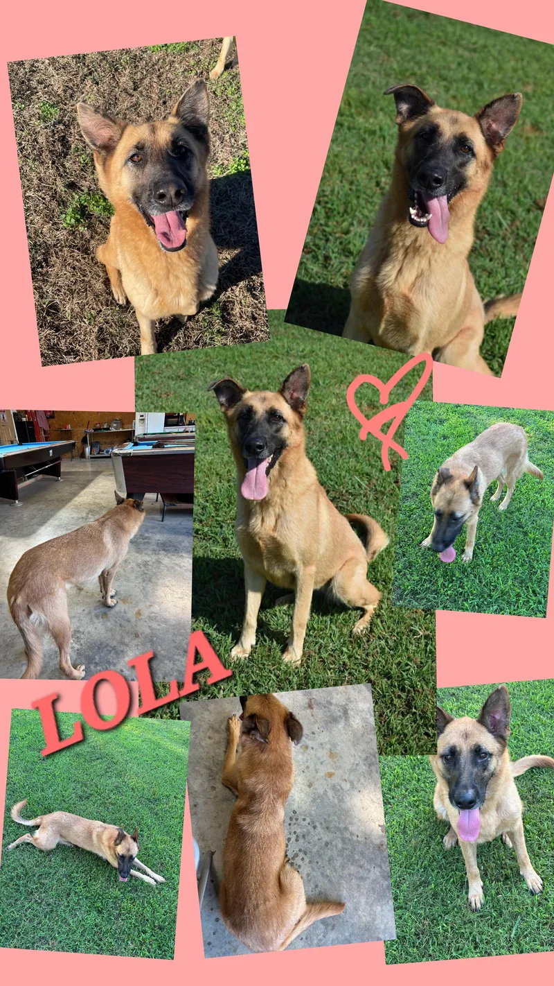 An adult medium-sized female Yellow / Tan / Blond / Fawn Belgian Shepherd / Malinois dog named Lola for adoption in Jackson, TN