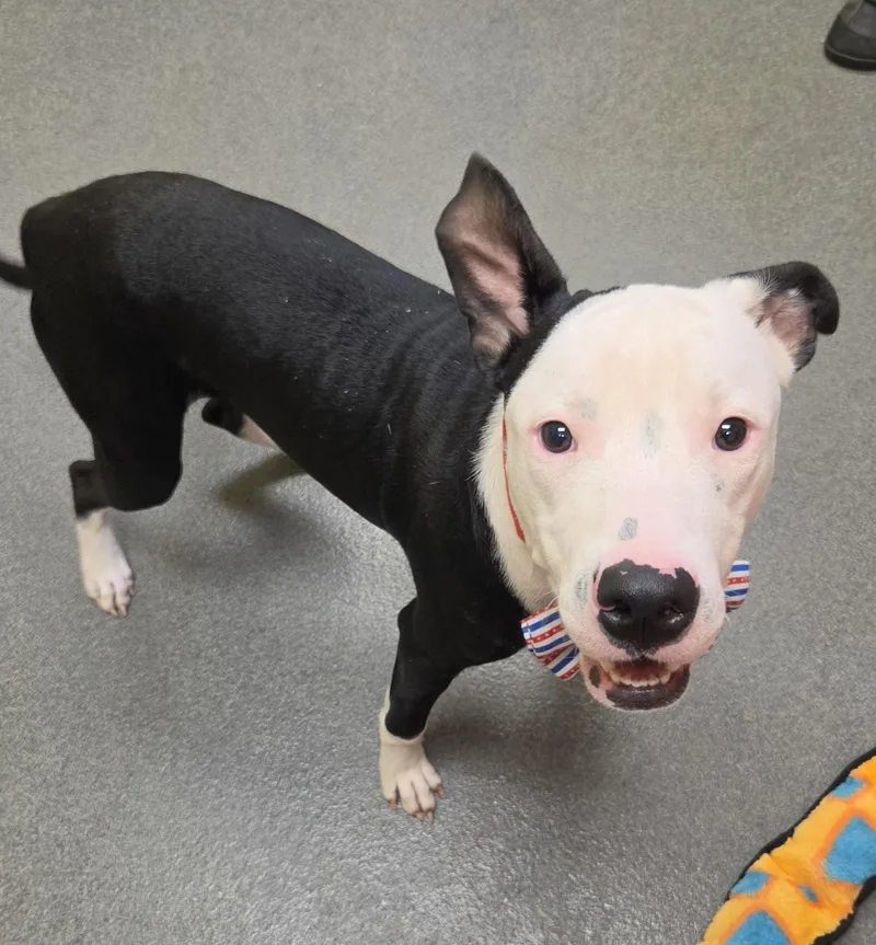 A young small-sized male Pit Bull Terrier dog named Essay  brother to for adoption in Amherst, VA