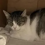 An adult medium-sized female Tabby (Buff / Tan / Fawn) Domestic Short Hair cat named Rosie for adoption in Hilliard, OH